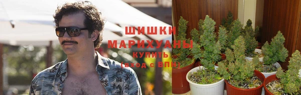 прущие грибы Лабытнанги
